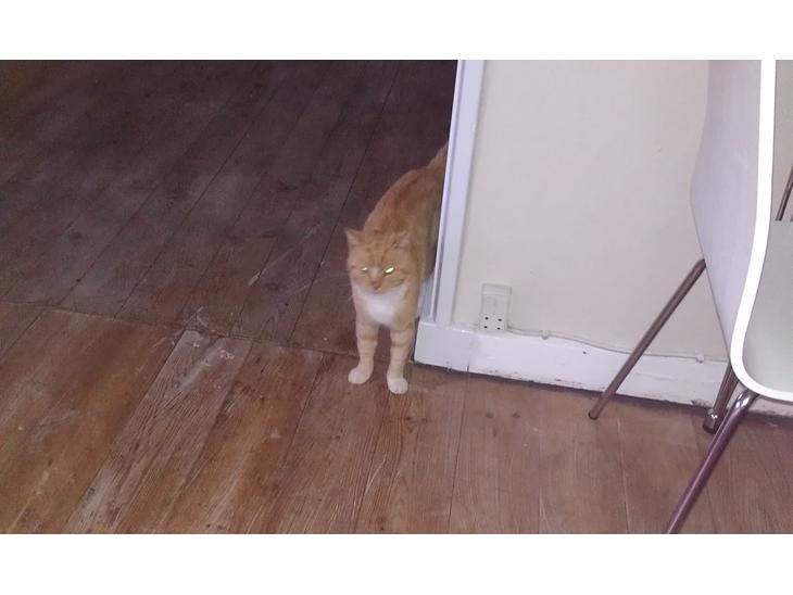 Huskat mogens billede 1