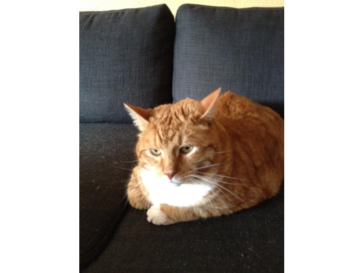 Huskat Garfield billede 1
