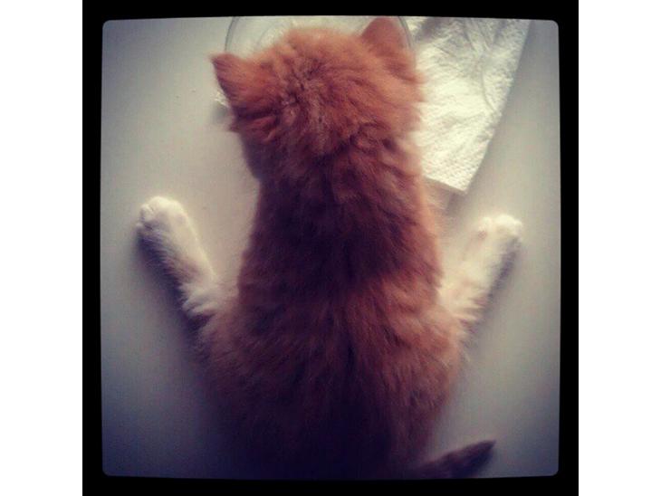 {{currentPhoto.altText}} billede {{currentPhoto.number}}