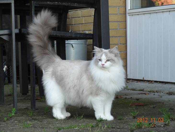 Ragdoll Patriarca Poupitoo billede 3