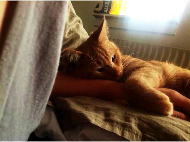 {{currentPhoto.altText}} billede {{currentPhoto.number}}