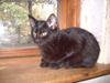 Huskat Blacki