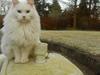 Maine Coon Tiggy