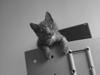 Huskat Silver <Tidligere kat> [Tidl. kat]