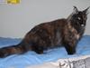 Maine Coon DK Sivkjærs Jawa [ Himmelkat]