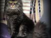 Maine Coon Basse