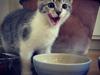Huskat Miw