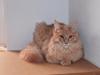 Maine Coon Tofee