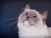 Ragdoll S* Gunbertus Echo JW