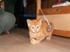 Blanding af racer Garfield