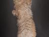 Selkirk Rex  DGC/ TGCA Lykken Curly Ronja [ Himmelkat]