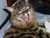 Maine Coon Daisy