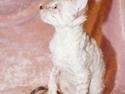 Cornish Rex DK Felis-Schwencke Daisy