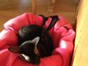 Cornish Rex Donna