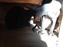 Cornish Rex Diva