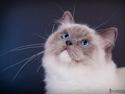 Ragdoll S* Gunbertus Echo JW