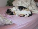Huskat Trunte missen