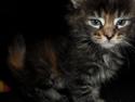 Maine Coon Dk NewHope Faith Hill