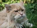 Maine Coon Felix