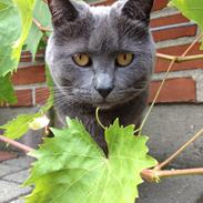 Huskat Cloe Von Søholm