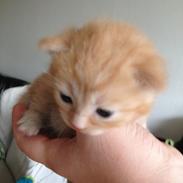 Huskat Chili