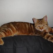 Huskat Dusty Morgan Macfluff