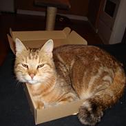 Huskat Dusty Morgan Macfluff