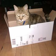 Huskat Dusty Morgan Macfluff