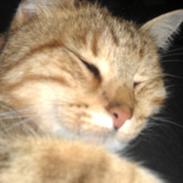 Huskat Dusty Morgan Macfluff