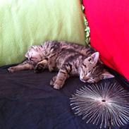 Huskat Verner (Vernie)