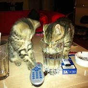 Huskat Verner (Vernie)