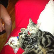 Huskat Verner (Vernie)