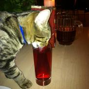 Huskat Verner (Vernie)