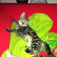 Huskat Verner (Vernie)