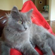 Sibirisk Kat Olfert (Meldgaards Cadek)