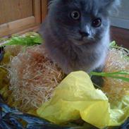 Sibirisk Kat Olfert (Meldgaards Cadek)
