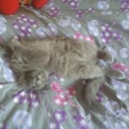 Sibirisk Kat Olfert (Meldgaards Cadek)