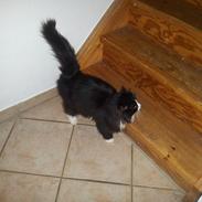 Maine Coon Mini Von Moeskjær