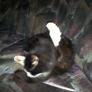 Maine Coon Mini Von Moeskjær