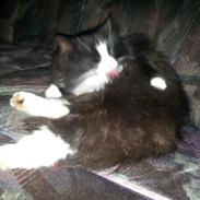 Maine Coon Mini Von Moeskjær