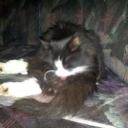 Maine Coon Mini Von Moeskjær