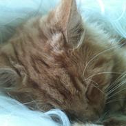 Blanding af racer Simba