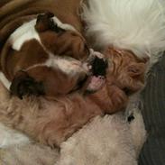 Blanding af racer Simba