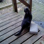 Blanding af racer Tia