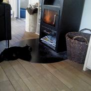 Blanding af racer Tia