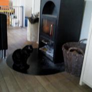 Blanding af racer Tia