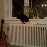 Blanding af racer Tia