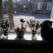 Blanding af racer Tia