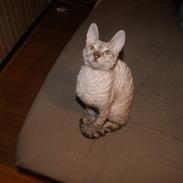 Cornish Rex DK Felis-Schwencke Daisy