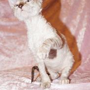Cornish Rex DK Felis-Schwencke Daisy